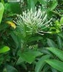 大沙葉屬 大沙葉屬