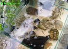 黃喉擬水龜