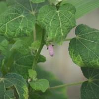 肖凡天花 肖凡天花