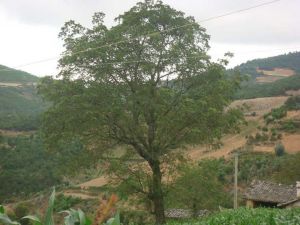 小鐵窯村 小鐵窯村