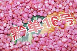 黔單16號 黔單16號