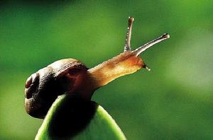 雌雄同體[生物學術語]