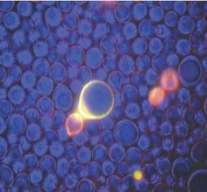 人工合成酵母基因組計畫