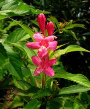 紅王子錦帶花栽培