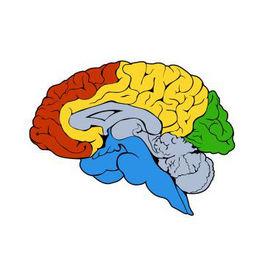 大腦的發育 大腦的發育