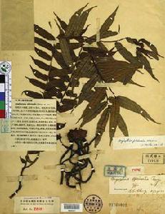 定心散觀音座蓮 定心散觀音座蓮