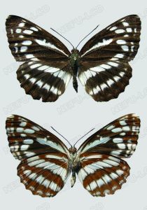 重環蛺蝶 重環蛺蝶