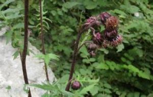 菊狀千里光 菊狀千里光