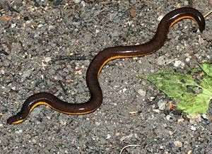 盲尾蚓科 盲尾蚓科