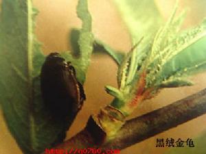 黑絨金龜子 黑絨金龜子