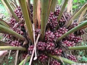 山草果(變種) 山草果(變種)