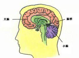 垂體功能減退 垂體功能減退