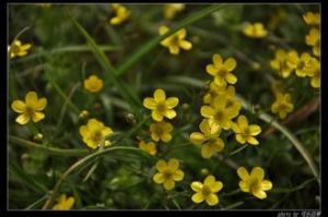 黃花水毛茛 黃花水毛茛