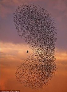 在這張畫面中，孤獨的白腹鷂陷入數千隻椋鳥組成的包圍圈。