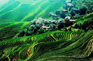 龍脊梯田
