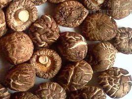 盧氏香菇 盧氏香菇