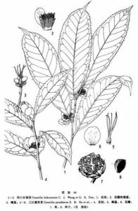 河口長梗茶 河口長梗茶