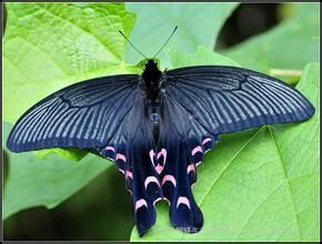 寬尾鳳蝶 寬尾鳳蝶