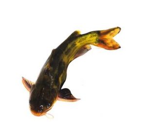 犭央犭茶 犭央犭茶