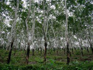 橡膠產業
