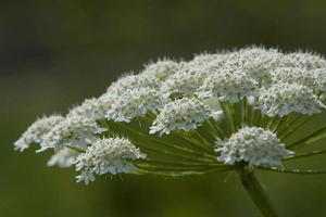 傘形花序 傘形花序
