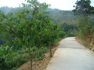 拉跌自然村 拉跌自然村