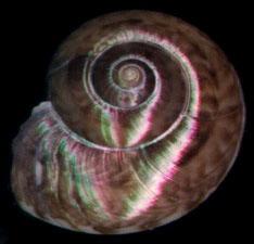 小寶庫鐘螺 小寶庫鐘螺