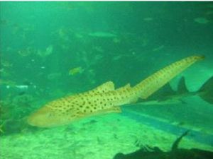 豹紋頭鯊 豹紋頭鯊