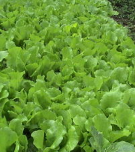 卷心萵苣 卷心萵苣