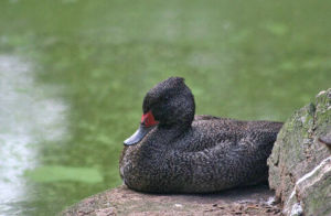 澳洲斑鴨 澳洲斑鴨