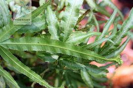 廣東鳳尾蕨 廣東鳳尾蕨