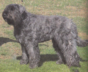 佛蘭得獵犬 佛蘭得獵犬