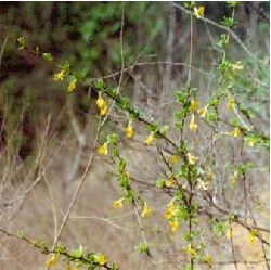 通天河錦雞兒 通天河錦雞兒