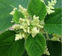 灰綠水苧麻[灰綠水苧麻]