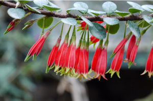 亮紅樹蘿蔔 亮紅樹蘿蔔