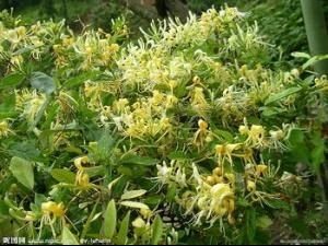 白癜清愈油 白癜清愈油