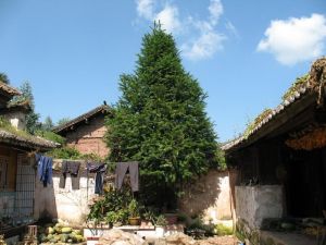 鳳尾自然村 鳳尾自然村