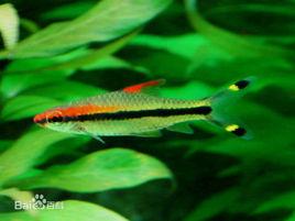 一眉道人魚 一眉道人魚