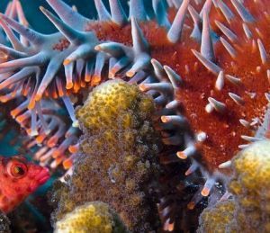 卡伯·普爾默國家公園 卡伯·普爾默國家公園