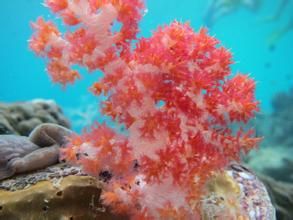 圓實冠形軟珊瑚 圓實冠形軟珊瑚