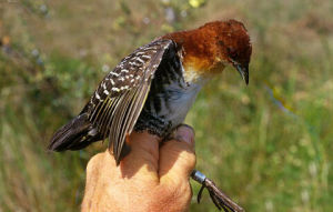 黑南美田雞 黑南美田雞