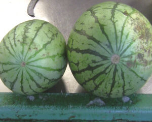 物理學挑瓜法 物理學挑瓜法