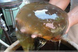 微生物複合體 微生物複合體