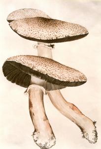 翹鱗蘑菇 翹鱗蘑菇