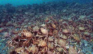 5萬隻蜘蛛蟹交配盛宴