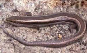 劉氏石龍子 劉氏石龍子