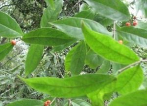 印度羊角藤(原亞種) 印度羊角藤(原亞種)