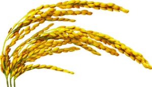 紅蓮優6號[秈型三系雜交水稻]