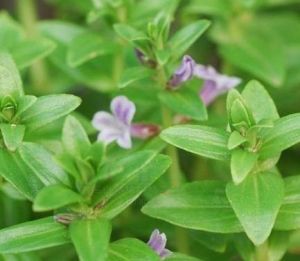 有梗石龍尾 有梗石龍尾