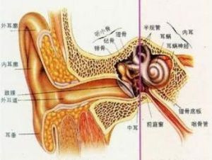 膽脂瘤中耳炎 膽脂瘤中耳炎